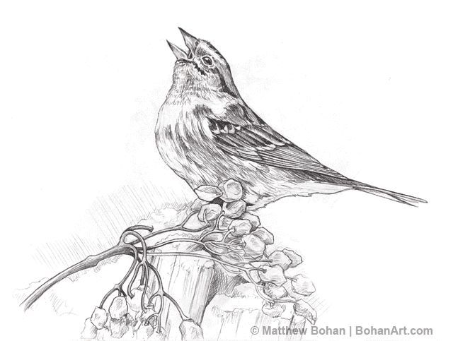640x483 Pencil Sketching Trees American Tree Sparrow Pencil
