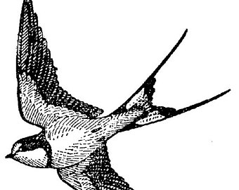 340x270 Vintage Sparrow Drawing