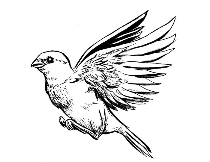 700x541 Awesome Grey Ink Sparrow Tattoo Design