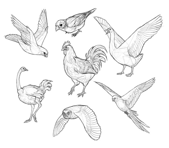 700x614 How To Draw Birds Step By Step Instructions