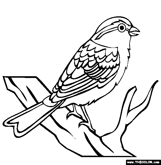 552x565 Chipping Sparrow Coloring Page Free Chipping Sparrow Online