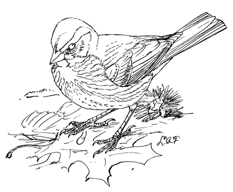 480x397 Fox Sparrow Coloring Page Free Printable Coloring Pages