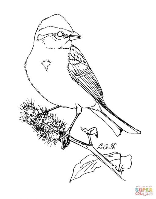 510x650 Sparrow Coloring Pages S8 Nice Coloring Pages For Kids