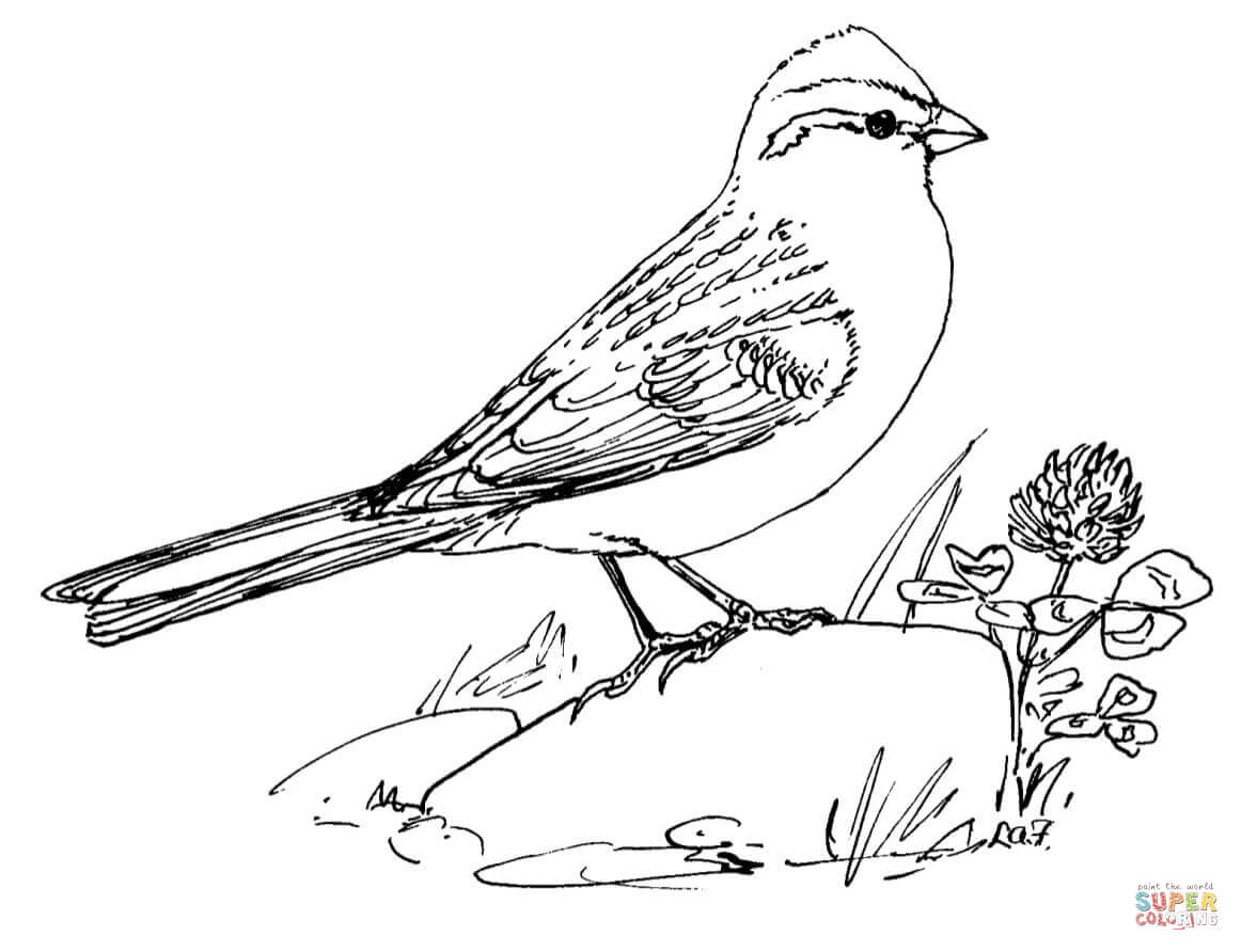 1162x892 Sparrows Coloring Pages Free Coloring Pages