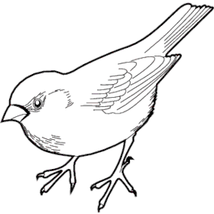 300x300 The Sparrow (@moveincircles) Twitter