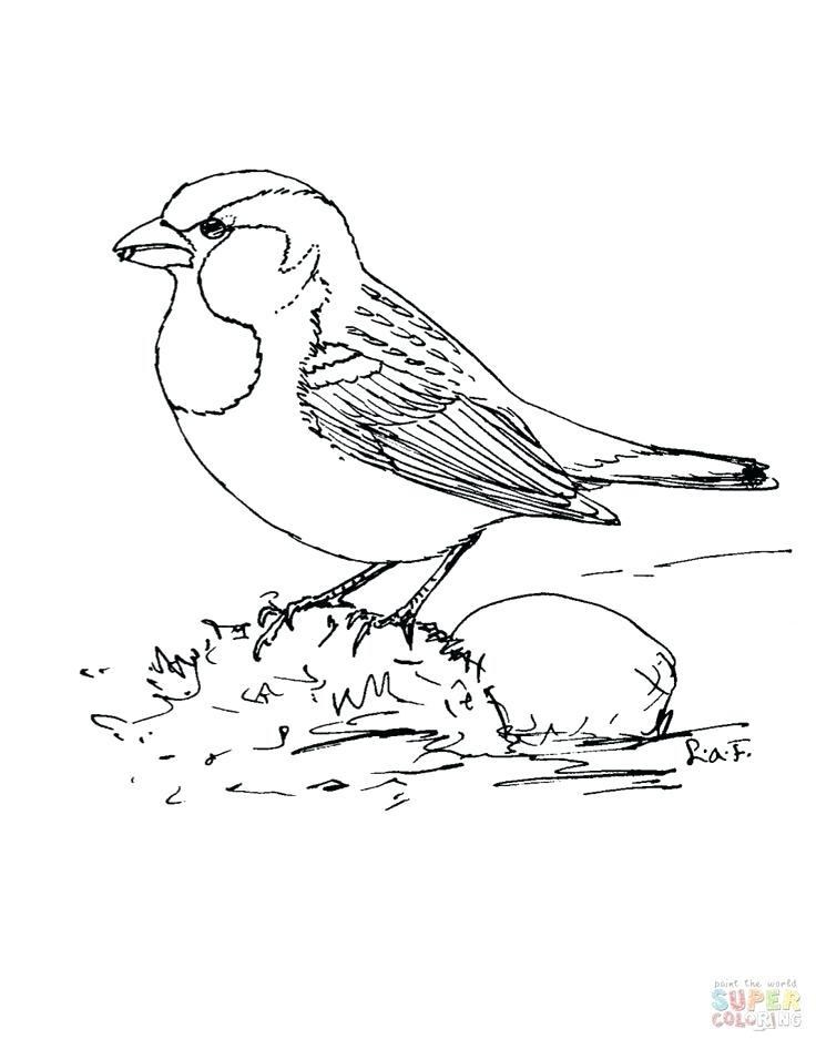 736x937 Sparrow Coloring Pages Holidayvillas.co