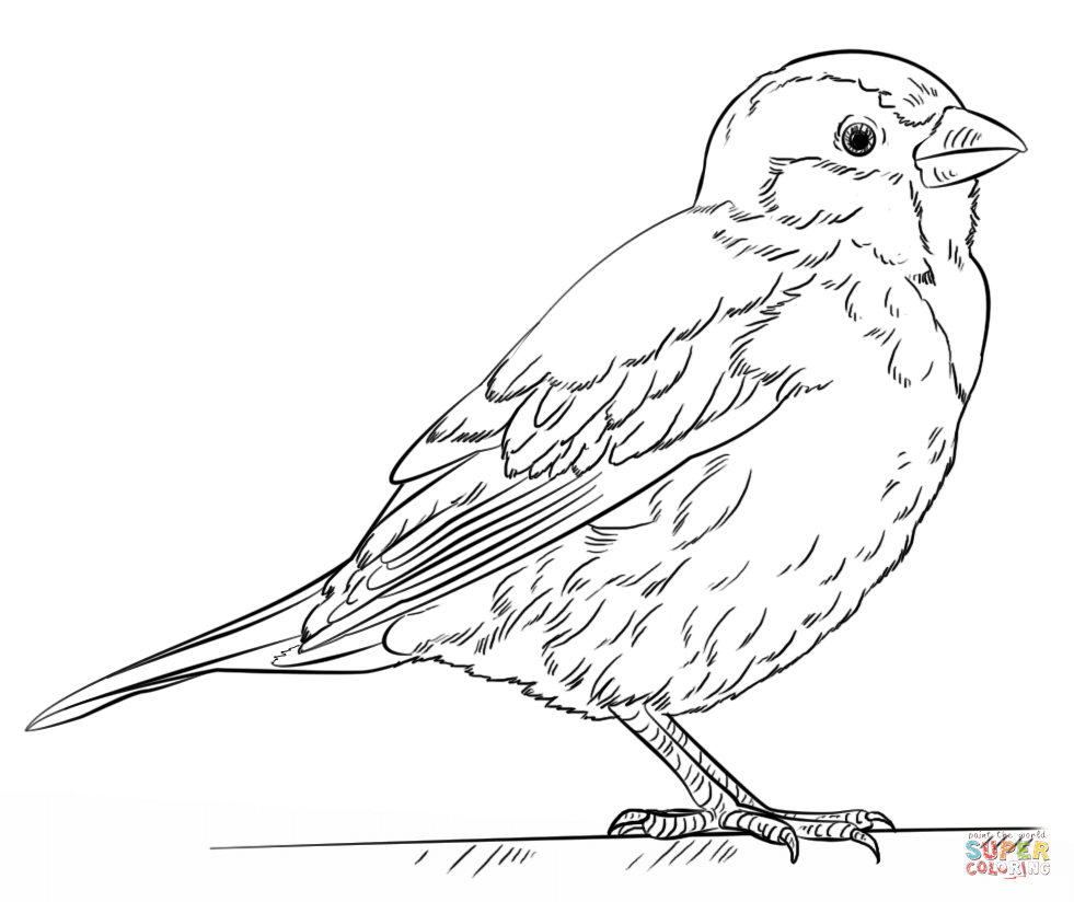 981x824 Chipping Sparrow Coloring Page For Outline