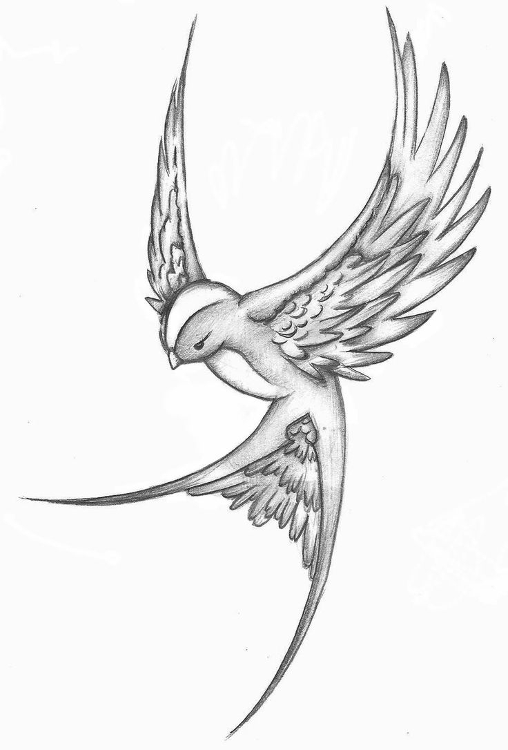 736x1086 Pictures Of Birds Sketch 12 Inspiring Swallow And Sparrow Tattoos