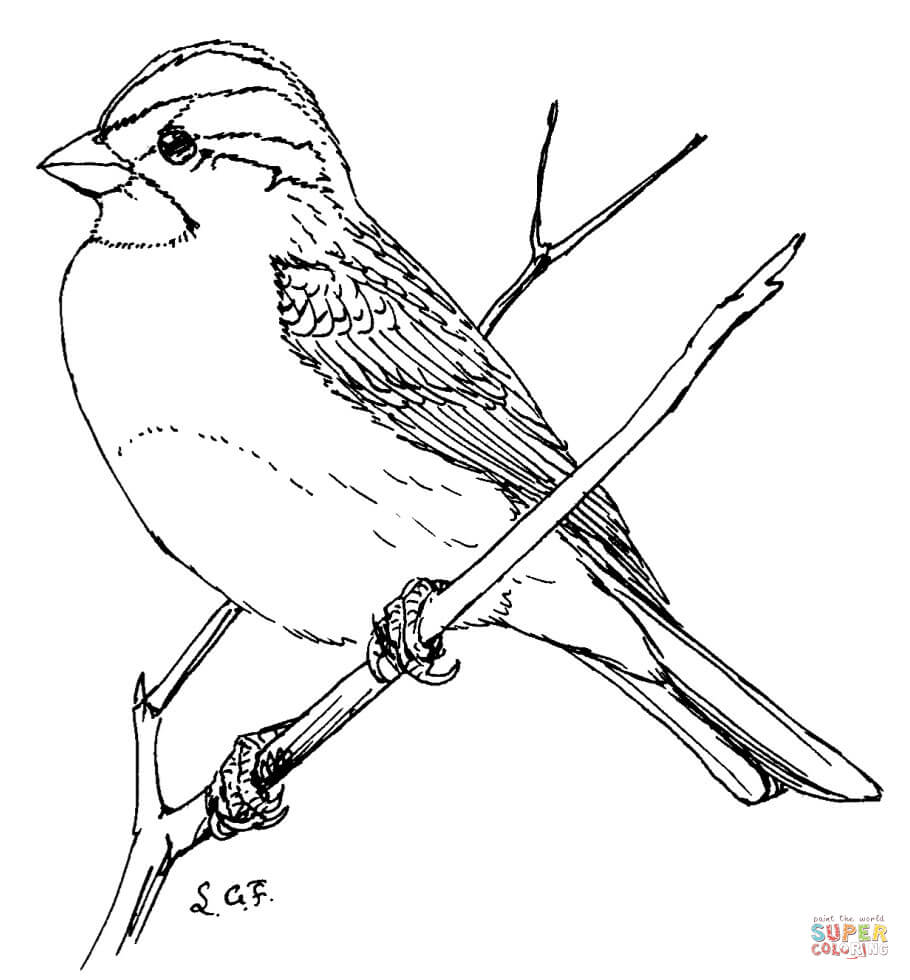 910x980 Bird 27 Inspiring Sparrow Outline Jack Tattoo