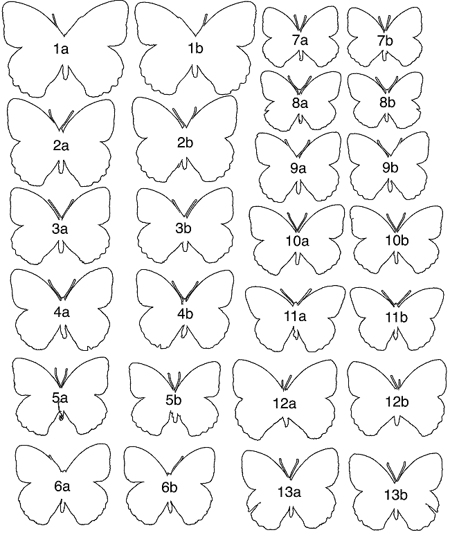 650x776 Filemaniola Species Draw.gif