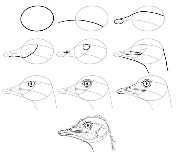 700x641 How To Draw Birds Species Head Ostriches Animal