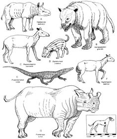 236x280 Prehistoric Mammals Illustration 1000 Drawings Project Research