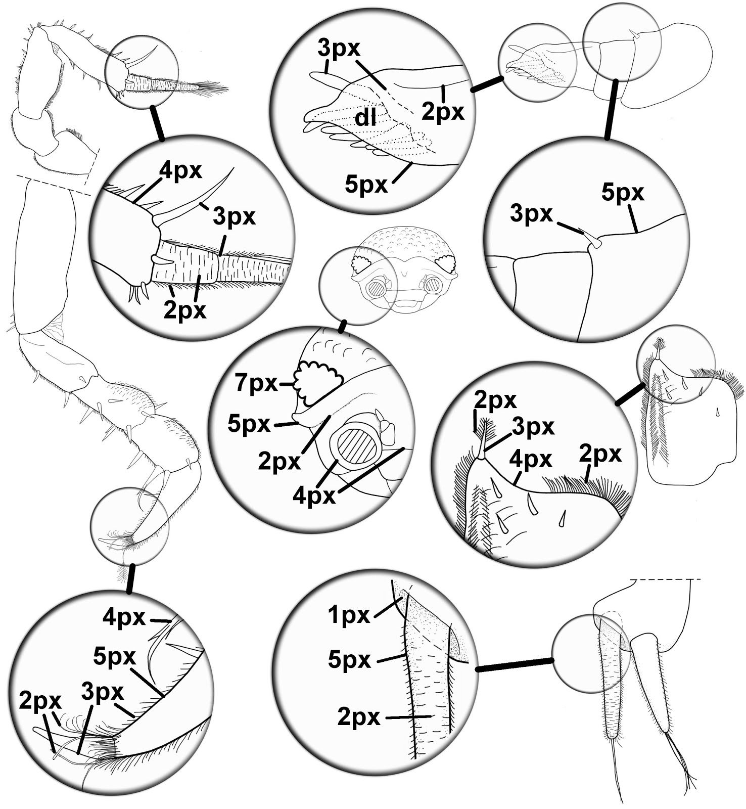 1476x1600 Think I Found A New Species, Now How Do I Illustrate It