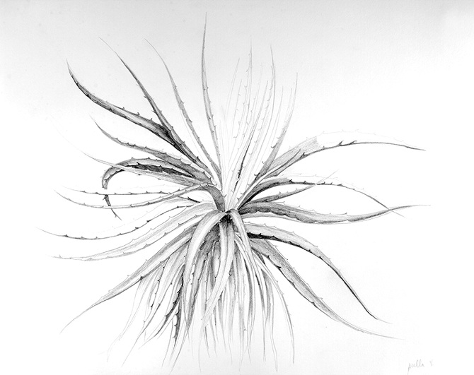 670x531 Botanic Drawing