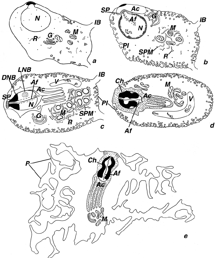 737x882 Line Drawings, Schematically Showing The Main Stages Of Sperm