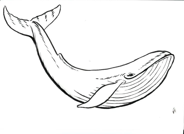736x537 Amazing Sperm Whale Coloring Page Free Download Best Drawing Ideas