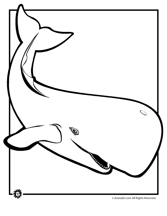 680x880 Sperm Whale Coloring Page Animal Jr.
