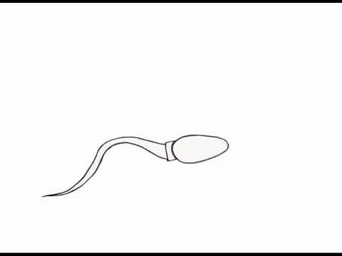 480x360 Swimming Sperm Animation
