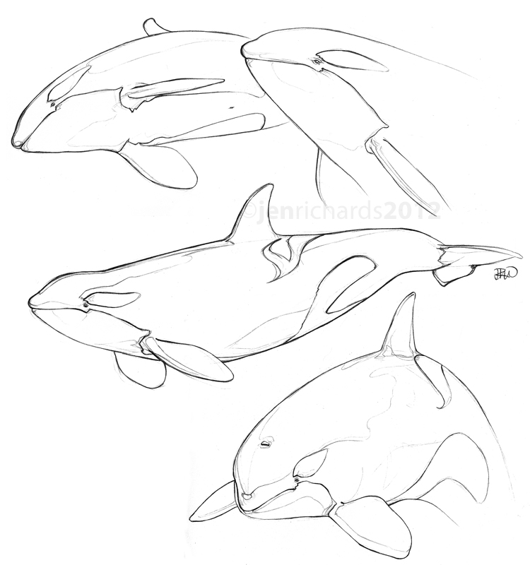 750x800 Orca Sketches. Sketches