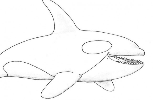 640x420 Tag For Whale Drawing For Kids Killer Whale Drawings Kids. Space