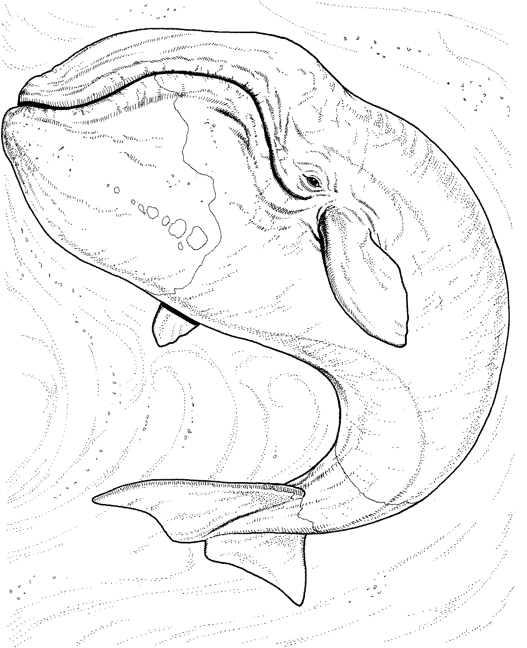 1084x1332 Whale Coloring Pages