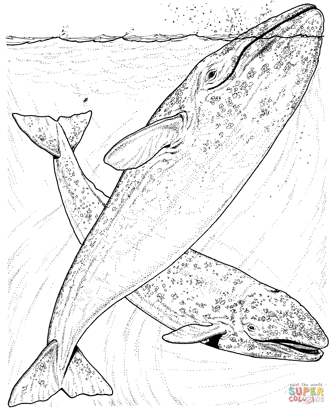 1082x1342 Whales Coloring Pages Free Coloring Pages