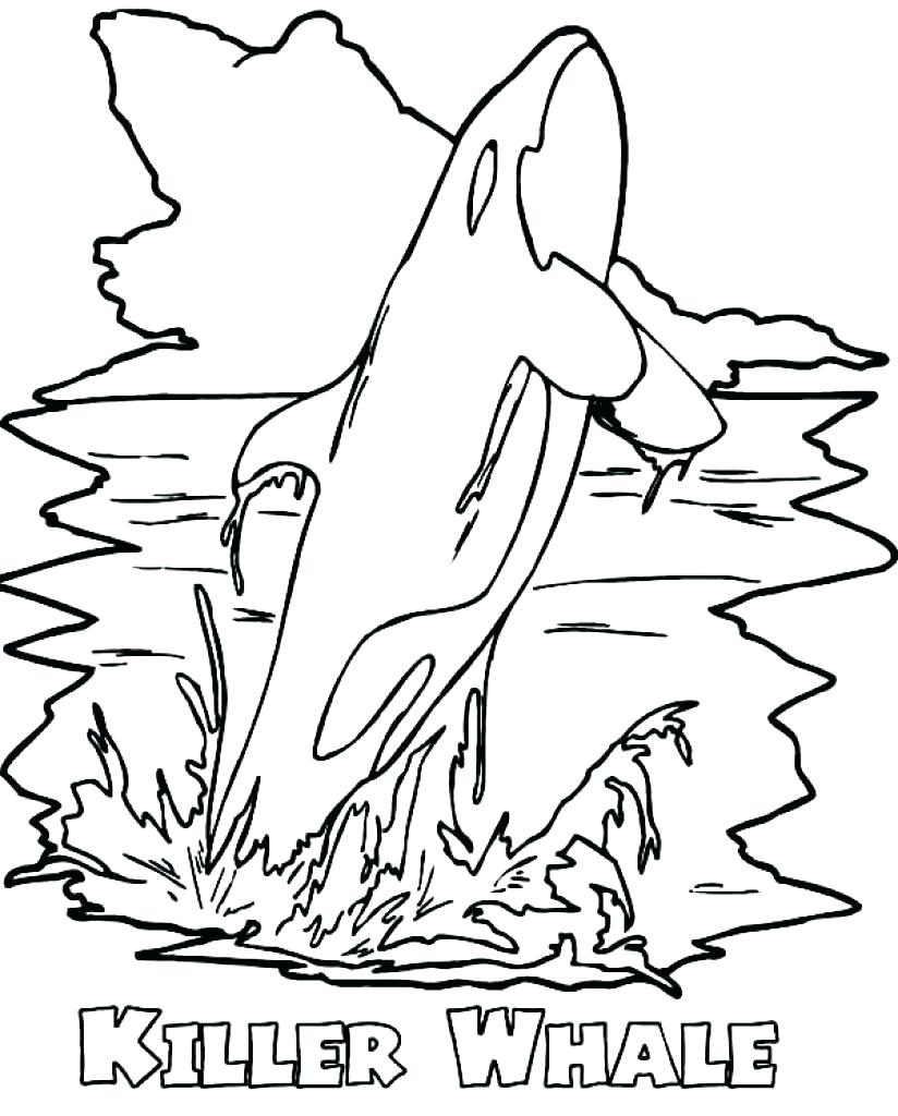 824x1024 Coloring Whale Coloring Page