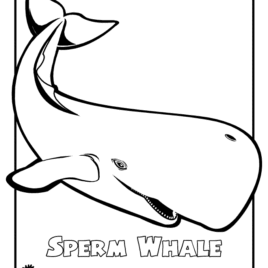 268x268 Fin Whale Coloring Page Kids Drawing And Coloring Pages