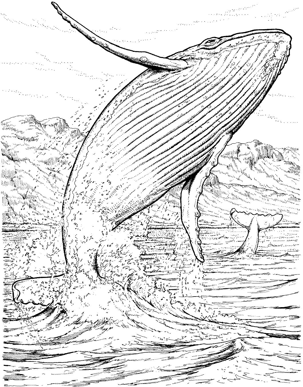 1059x1352 Free Whale Coloring Pages
