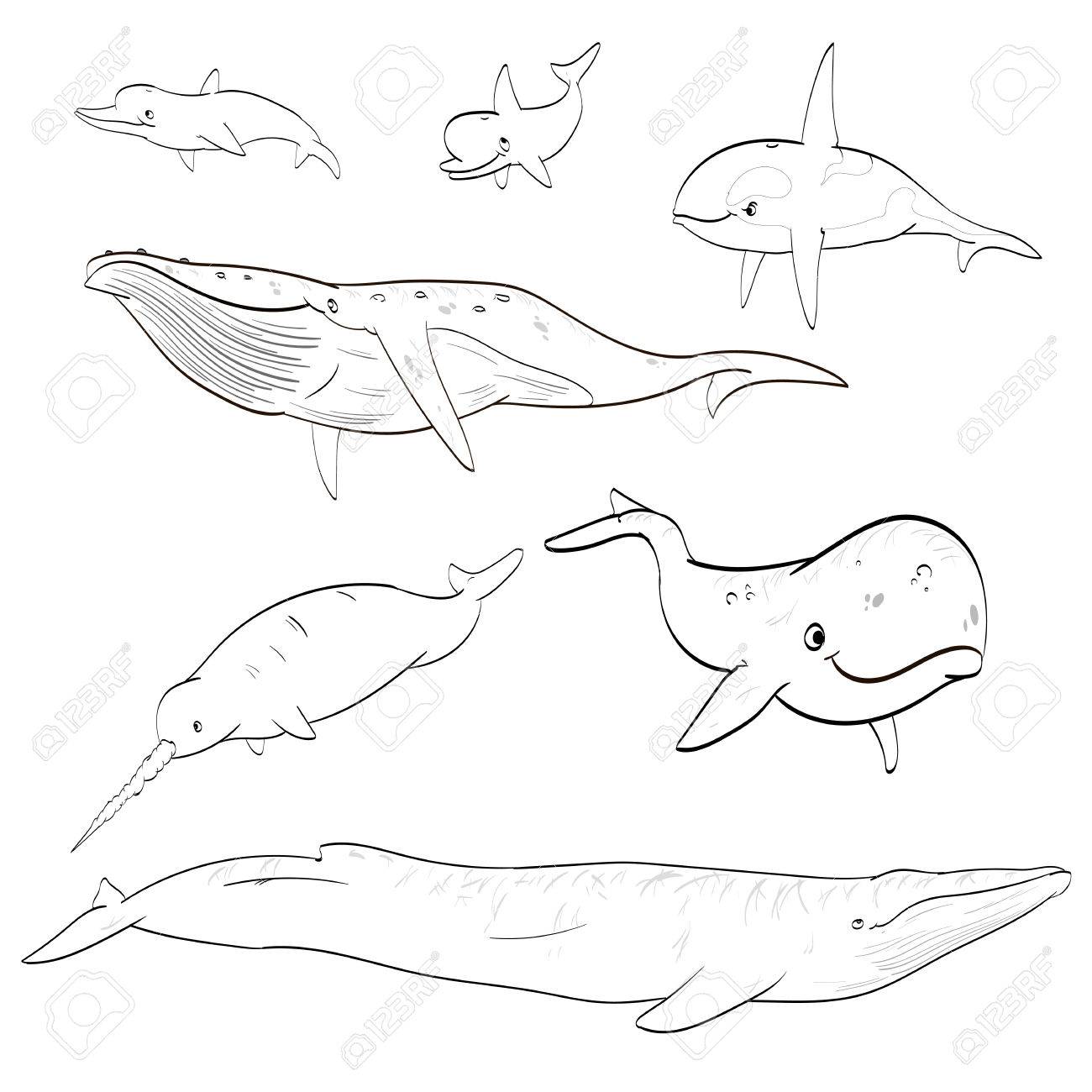 1300x1300 Line Drawing Cartoon Whales Collection Royalty Free Cliparts