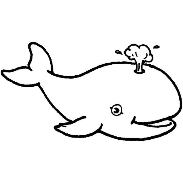 600x600 Sea Whale Coloring Pages Turtle Coloring Pages