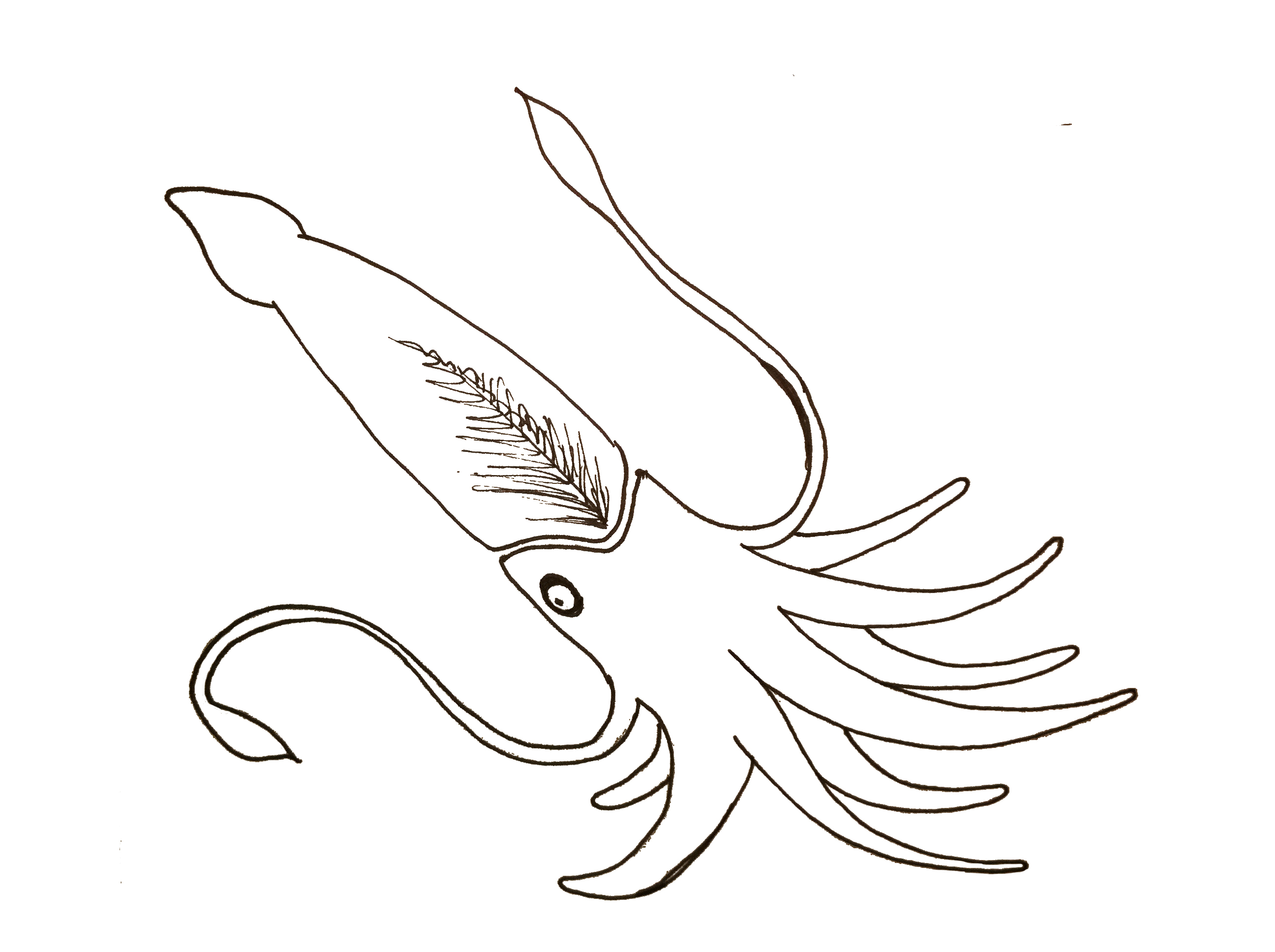 2592x1936 Sperm Whale Vs Giant Squid Drawing