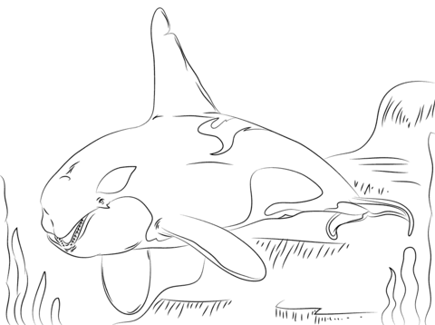480x358 Beautiful Killer Whale Coloring Page Free Printable Coloring Pages