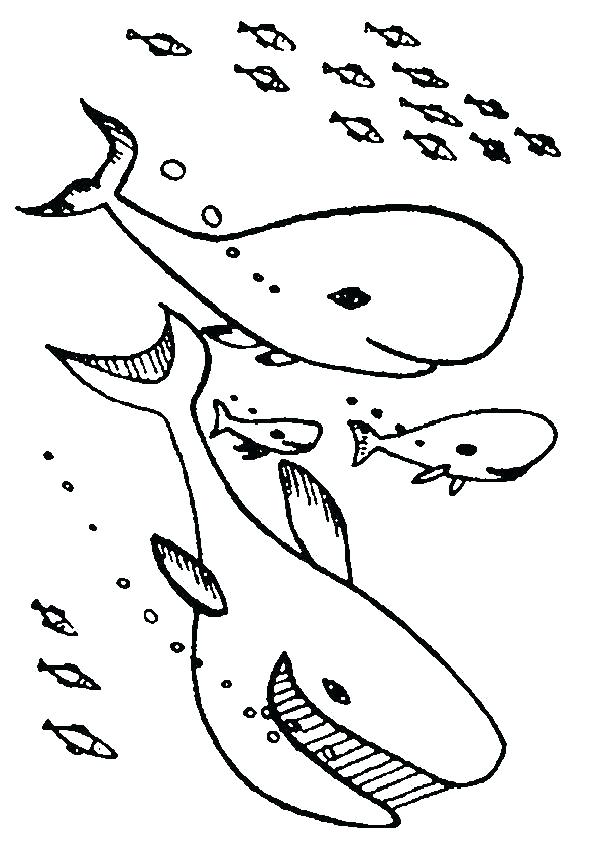 600x849 Coloring Pages Of Whales Synthesis.site