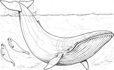236x145 Humpback Sketch My Passion Sketches, Drawings