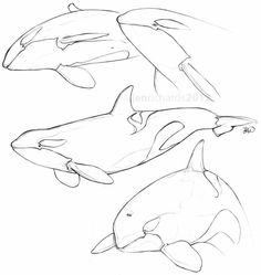 236x249 Whale Drawings How To Draw A Sperm Whale Step 4 Whales