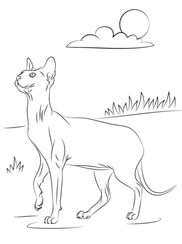 358x480 Sphynx Cat Coloring Page Free Printable Coloring Pages
