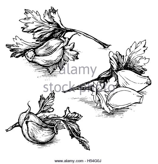 520x540 Herbs Spices Sketch Stock Photos Amp Herbs Spices Sketch Stock