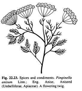273x303 Top 13 Spices Obtained From Fruits Economic Botany
