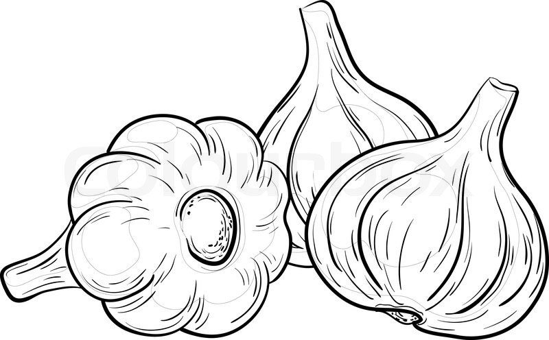 800x496 Vegetable, Spice, Three Garlics, Vector, Monochrome Contour