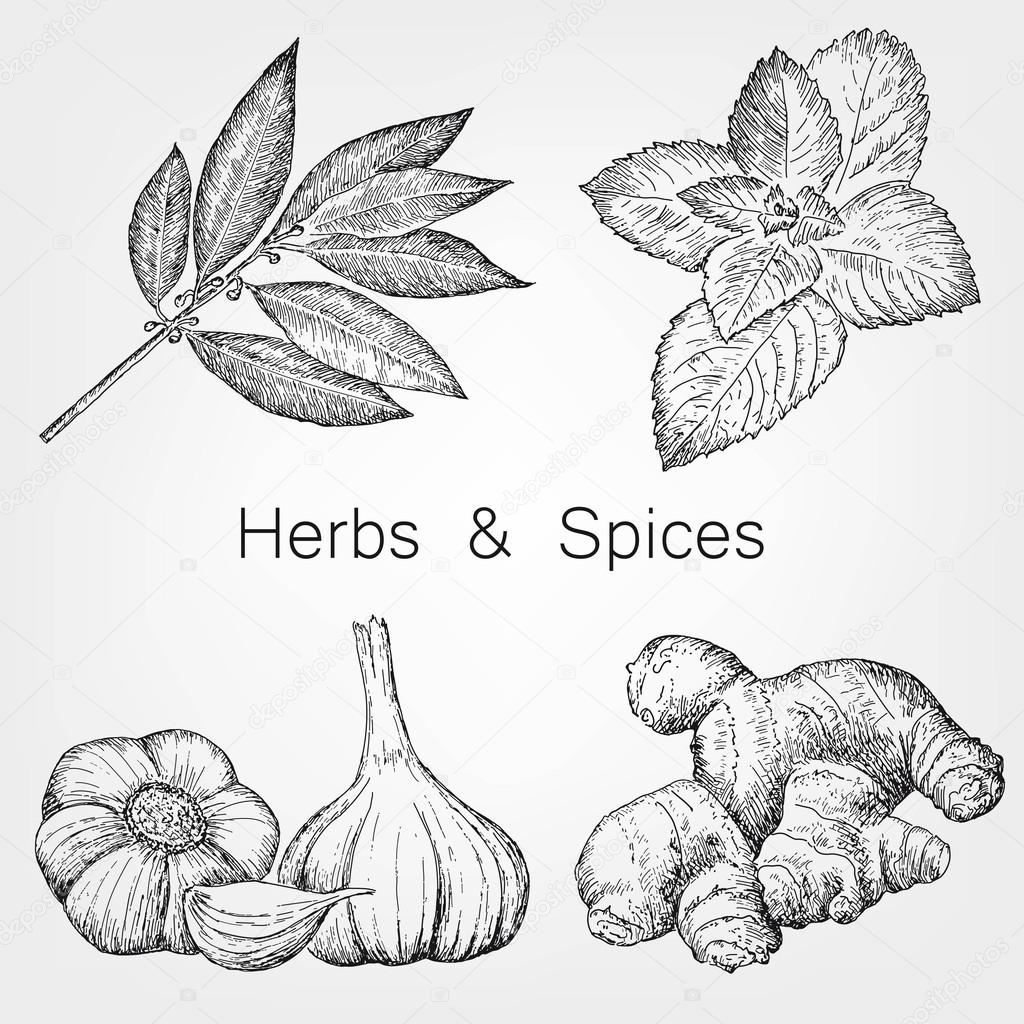 1024x1024 Herbs And Spices Stock Vector Lenaalyonushka