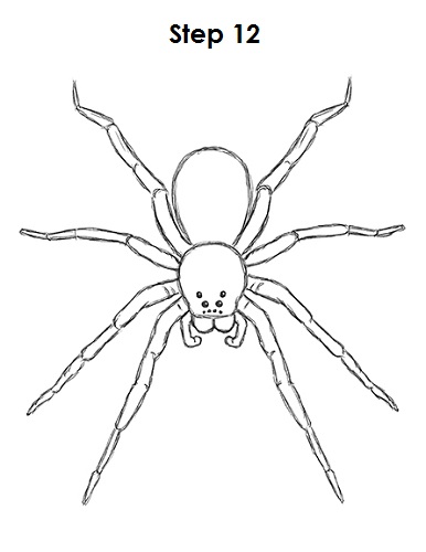 386x500 How To Draw A Spider