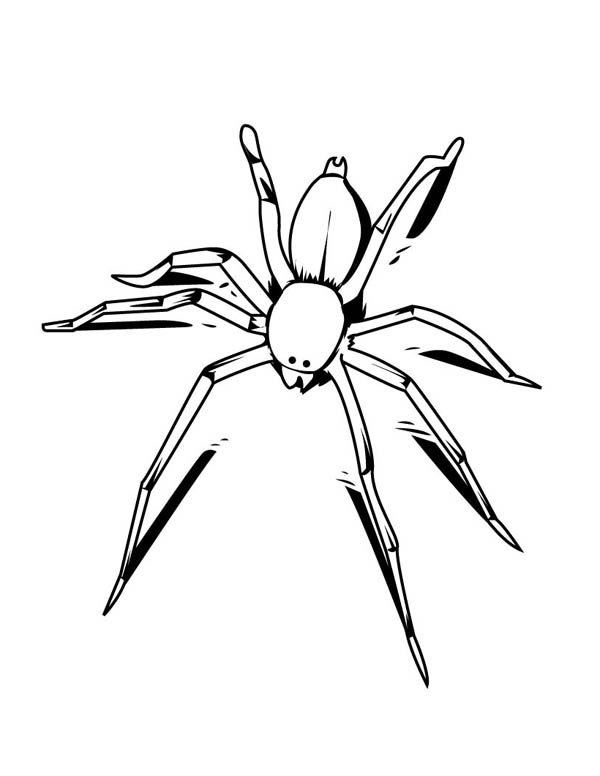 600x776 Awesome Drawing Of Spider Coloring Page