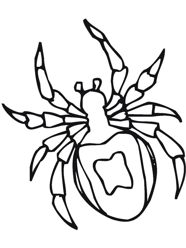 600x800 Tarantula Spider Drawing Coloring Page