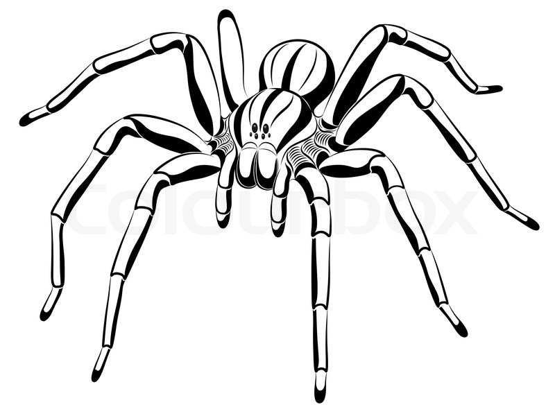 800x600 Vector Spider Stock Vector Colourbox