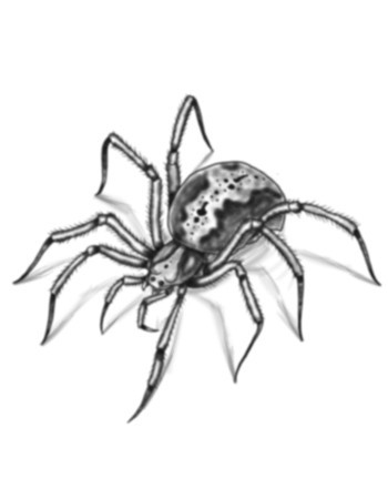 350x450 Realistic Spider Drawing