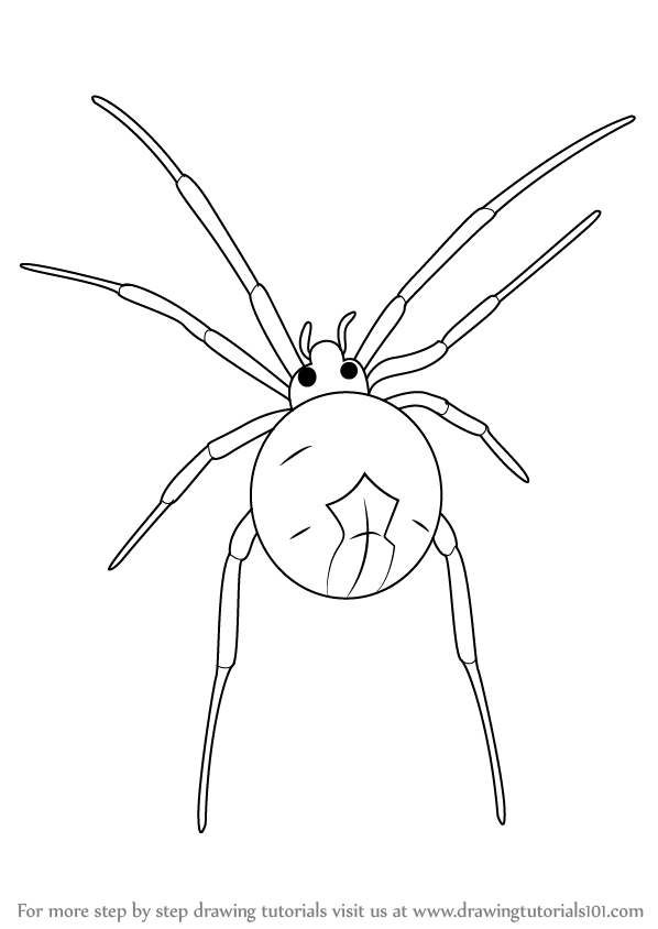 598x844 Learn How To Draw A Widow Spider (Other Animals) Step By Step