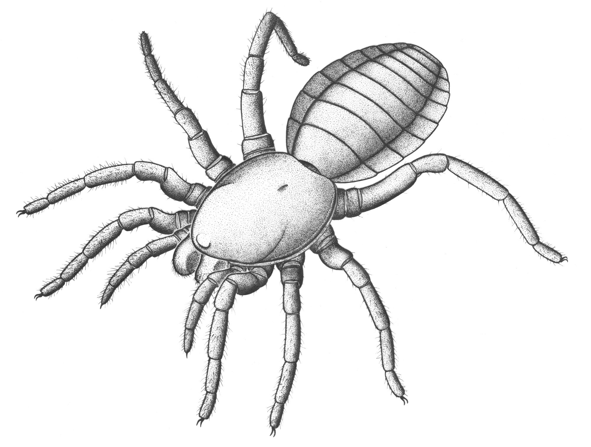 2000x1515 305 Million Year Old Almost Spider Unlocks Arachnid History