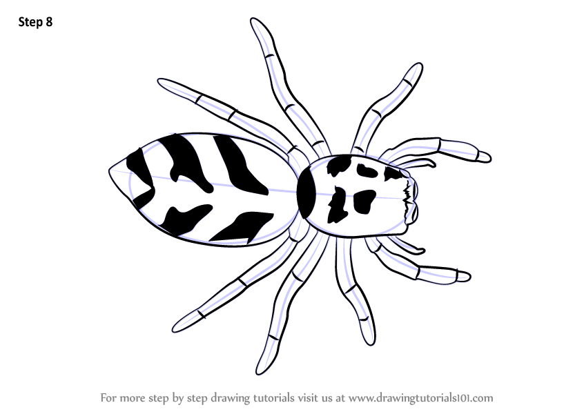 846x600 Learn How To Draw A Zebra Spider (Arachnids) Step By Step