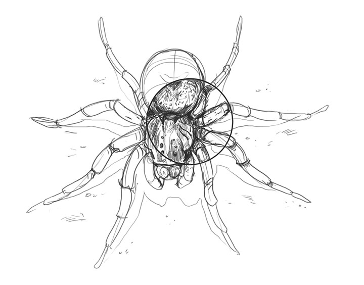 720x564 Lesson 4 Drawing Insects And Arachnids